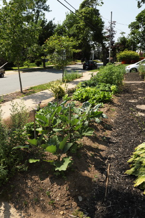 My vegetable garden